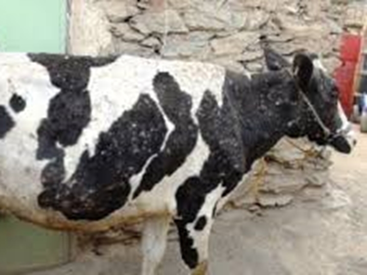 آغاز عملیات واکسیناسیون رایگان جمعیت دام سنگین شهرستان درگز علیه بیماری لمپی اسکین 